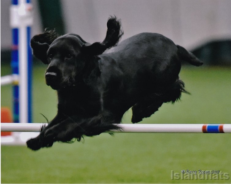 Tripper agility 11 03 2018